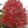 Native Red Maple Tree (Acer Rubrum) - 3 Pack Of 1.5 Quart Pots