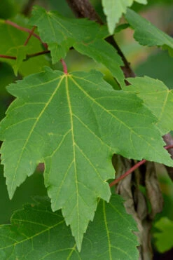 Native Red Maple Tree (Acer Rubrum) - 3 Pack Of 1.5 Quart Pots 15 Native Red Maple Tree (Acer Rubrum) - 3 Pack Of 1.5 Quart Pots -Wilson Bros Gardens acer rubrum red maple tree 3 1