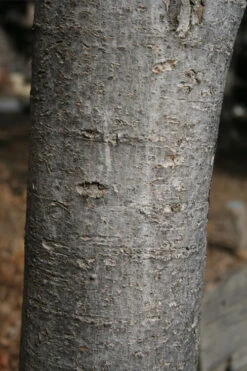 Native Red Maple Tree (Acer Rubrum) - 3 Pack Of 1.5 Quart Pots 18 Native Red Maple Tree (Acer Rubrum) - 3 Pack Of 1.5 Quart Pots -Wilson Bros Gardens acer rubrum red maple tree 4 1