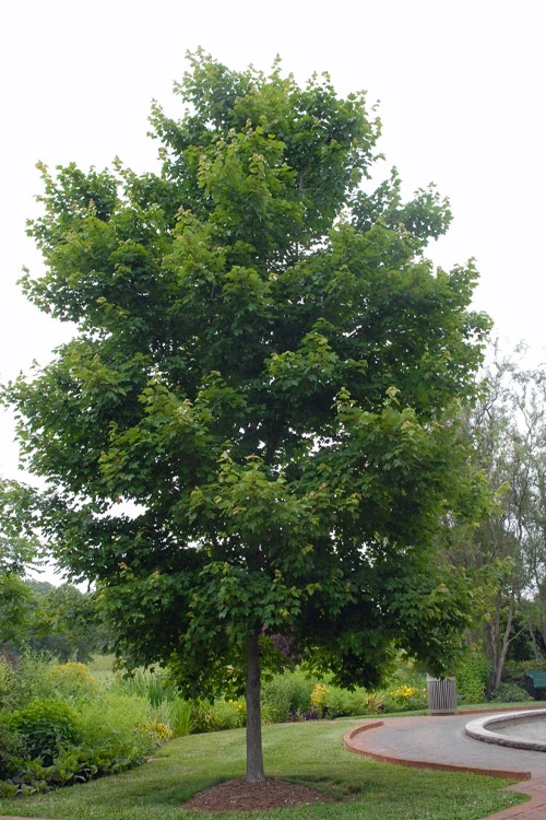 Native Red Maple Tree (Acer Rubrum) - 3 Pack Of 1.5 Quart Pots 4 Native Red Maple Tree (Acer Rubrum) - 3 Pack Of 1.5 Quart Pots - Image 4