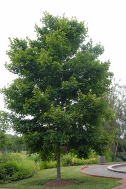 Native Red Maple Tree (Acer Rubrum) - 1 Gallon Pot -Wilson Bros Gardens acer rubrum red maple tree 5
