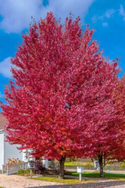 Native Red Maple Tree (Acer Rubrum) - 3 Pack Of 1.5 Quart Pots 16 Native Red Maple Tree (Acer Rubrum) - 3 Pack Of 1.5 Quart Pots -Wilson Bros Gardens acer rubrum red maple tree 6 1
