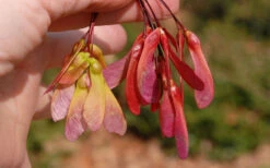Native Red Maple Tree (Acer Rubrum) - 3 Pack Of 1.5 Quart Pots 19 Native Red Maple Tree (Acer Rubrum) - 3 Pack Of 1.5 Quart Pots -Wilson Bros Gardens acer rubrum red maple tree 7 1
