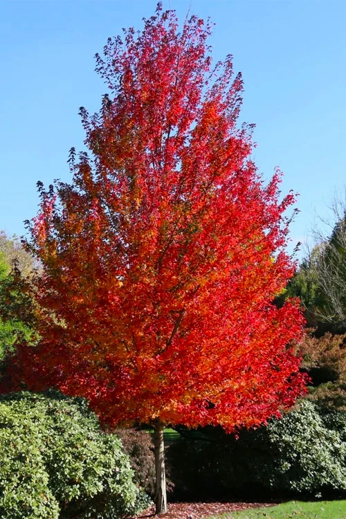 Sun Valley Red Maple Tree - 7 Gallon Pot (6-7') 6 Sun Valley Red Maple Tree - 7 Gallon Pot (6-7') - Image 6