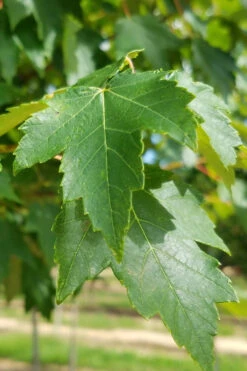 Sun Valley Red Maple Tree - 7 Gallon Pot (6-7') 10 Sun Valley Red Maple Tree - 7 Gallon Pot (6-7') -Wilson Bros Gardens acer rubrum sun valley red maple tree 2