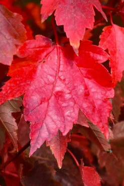 Sun Valley Red Maple Tree - 7 Gallon Pot (6-7') 8 Sun Valley Red Maple Tree - 7 Gallon Pot (6-7') -Wilson Bros Gardens acer rubrum sun valley red maple tree 4
