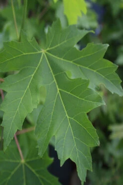 Silver Maple Tree (Acer Saccharinum) - 3 Gallon Pot -Wilson Bros Gardens acer saccharinum silver maple tree 2g 1