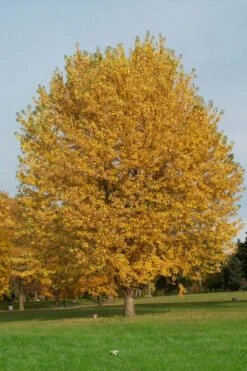 Silver Maple Tree (Acer Saccharinum) - 3 Pack Of 1.5 Quart Pots -Wilson Bros Gardens acer saccharinum silver maple tree 3g