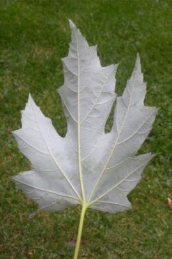 Silver Maple Tree (Acer Saccharinum) - 3 Gallon Pot -Wilson Bros Gardens acer saccharinum silver maple tree 6 1