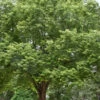 Silver Maple Tree (Acer Saccharinum) - 3 Gallon Pot
