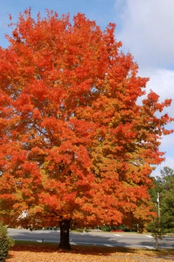 Legacy Sugar Maple Tree - 7 Gallon Pot (6-7') -Wilson Bros Gardens acer saccharum legacy sugar maple tree 1