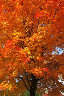 Legacy Sugar Maple Tree - 7 Gallon Pot (6-7') -Wilson Bros Gardens acer saccharum legacy sugar maple tree 2