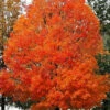 Legacy Sugar Maple Tree - 7 Gallon Pot (6-7')
