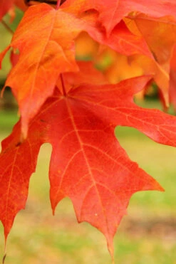 Legacy Sugar Maple Tree - 7 Gallon Pot (6-7') -Wilson Bros Gardens acer saccharum legacy sugar maple tree 4