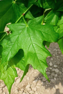 Legacy Sugar Maple Tree - 7 Gallon Pot (6-7') -Wilson Bros Gardens acer saccharum legacy sugar maple tree 5