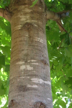 Legacy Sugar Maple Tree - 7 Gallon Pot (6-7') -Wilson Bros Gardens acer saccharum legacy sugar maple tree 6