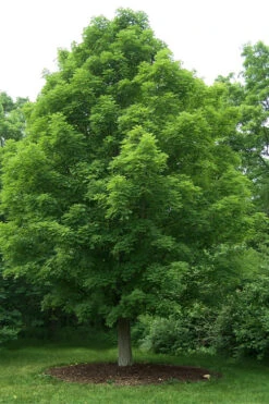 Legacy Sugar Maple Tree - 7 Gallon Pot (6-7') -Wilson Bros Gardens acer saccharum legacy sugar maple tree 7