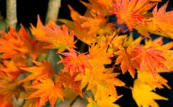 Jordan Golden Full Moon Japanese Maple - 3 Gallon Pot -Wilson Bros Gardens acer shirasawanum jordan golden full moon japanese maple 5