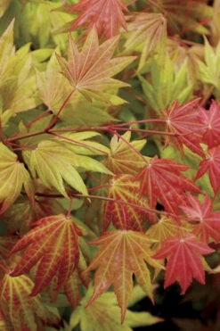 Moonrise Full Moon Japanese Maple - 5 Gallon Pot 12 Moonrise Full Moon Japanese Maple - 5 Gallon Pot -Wilson Bros Gardens acer shirasawanum moonrise full moon janese maple 2