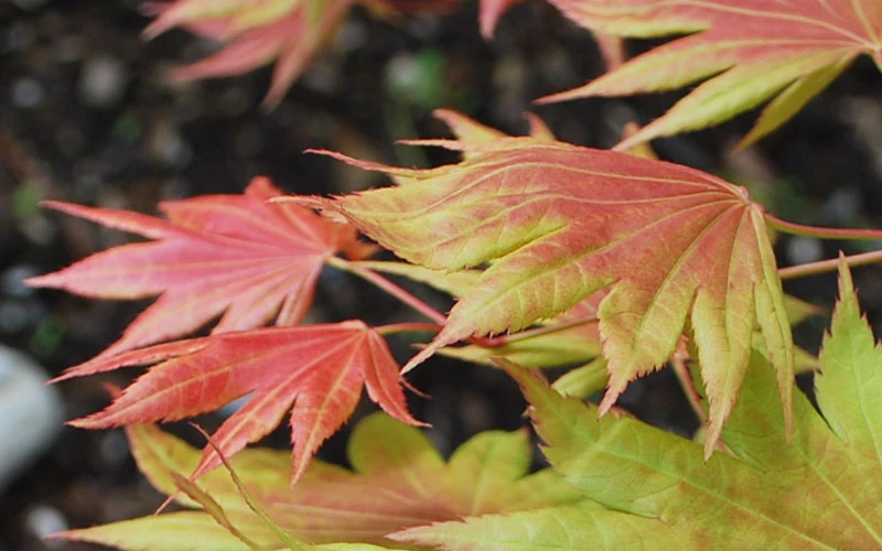 Moonrise Full Moon Japanese Maple - 5 Gallon Pot 7 Moonrise Full Moon Japanese Maple - 5 Gallon Pot - Image 7