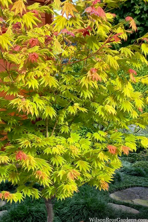 Moonrise Full Moon Japanese Maple - 5 Gallon Pot 5 Moonrise Full Moon Japanese Maple - 5 Gallon Pot - Image 5