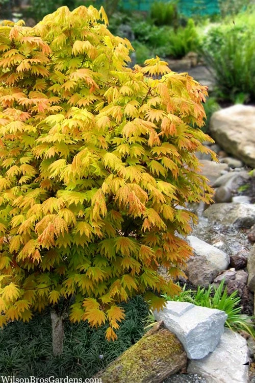 Moonrise Full Moon Japanese Maple - 3 Gallon Pot 1 Moonrise Full Moon Japanese Maple - 3 Gallon Pot