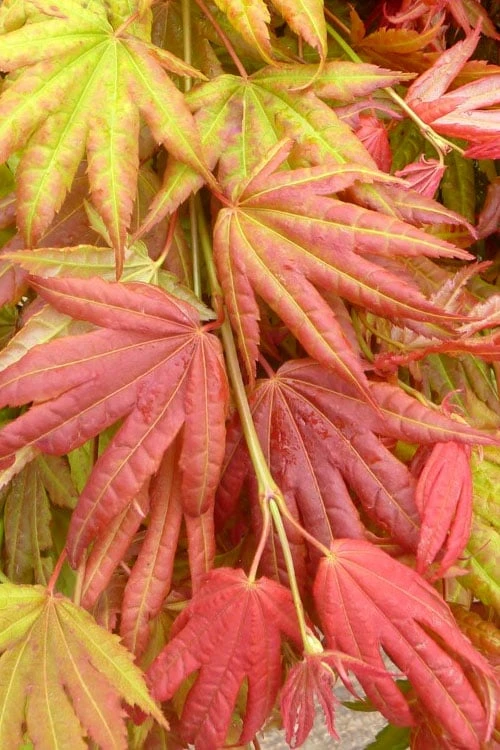 Moonrise Full Moon Japanese Maple - 3 Gallon Pot 4 Moonrise Full Moon Japanese Maple - 3 Gallon Pot - Image 4