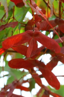 Red Dawn Full Moon Japanese Maple - 2 Gallon Pot 15 Red Dawn Full Moon Japanese Maple - 2 Gallon Pot -Wilson Bros Gardens acer shirasawanum red dawn full moon maple 2