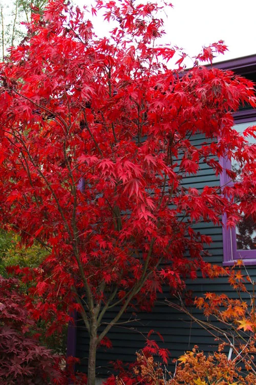 Red Dawn Full Moon Japanese Maple - 2 Gallon Pot 6 Red Dawn Full Moon Japanese Maple - 2 Gallon Pot - Image 6