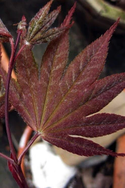 Red Dawn Full Moon Japanese Maple - 2 Gallon Pot 14 Red Dawn Full Moon Japanese Maple - 2 Gallon Pot -Wilson Bros Gardens acer shirasawanum red dawn full moon maple 4