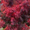 Red Dawn Full Moon Japanese Maple - 2 Gallon Pot