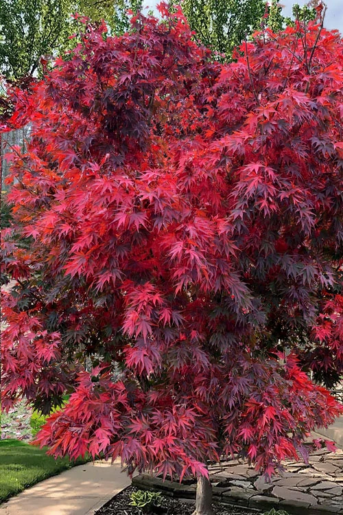 Red Dawn Full Moon Japanese Maple - 2 Gallon Pot 1 Red Dawn Full Moon Japanese Maple - 2 Gallon Pot