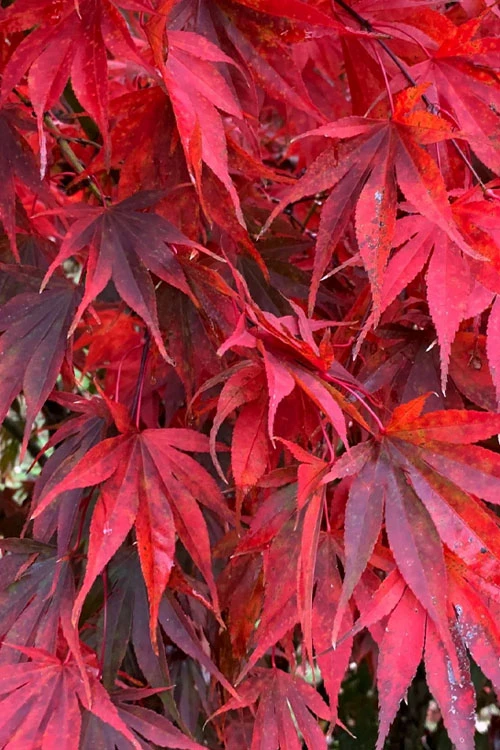 Red Dawn Full Moon Japanese Maple - 2 Gallon Pot 5 Red Dawn Full Moon Japanese Maple - 2 Gallon Pot - Image 5