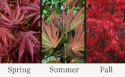 Red Dawn Full Moon Japanese Maple - 2 Gallon Pot 11 Red Dawn Full Moon Japanese Maple - 2 Gallon Pot -Wilson Bros Gardens acer shirasawanum red dawn full moon maple 7