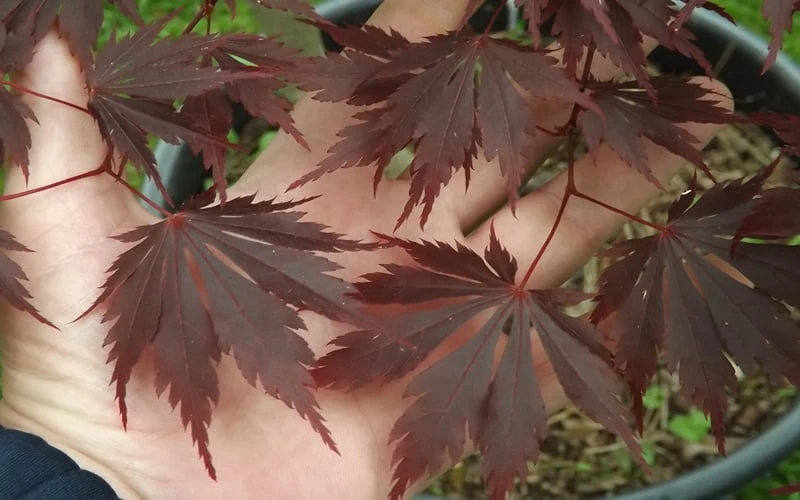Yasemin Full Moon Japanese Maple - 5 Gallon Pot 6 Yasemin Full Moon Japanese Maple - 5 Gallon Pot - Image 6