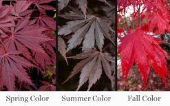 Yasemin Full Moon Japanese Maple - 5 Gallon Pot 10 Yasemin Full Moon Japanese Maple - 5 Gallon Pot -Wilson Bros Gardens acer shirasawanum yasemin full moon japanese maple 10