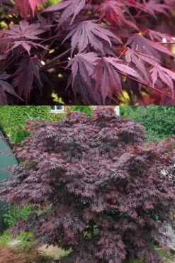 Yasemin Full Moon Japanese Maple - 5 Gallon Pot 11 Yasemin Full Moon Japanese Maple - 5 Gallon Pot -Wilson Bros Gardens acer shirasawanum yasemin full moon japanese maple 5