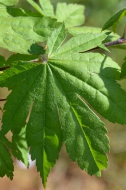 Seki No Kegon Weeping Japanese Maple - 3 Gallon Pot (2-3') 12 Seki No Kegon Weeping Japanese Maple - 3 Gallon Pot (2-3') -Wilson Bros Gardens acer sieboldianum seki no kegon weeping japanese maple 1