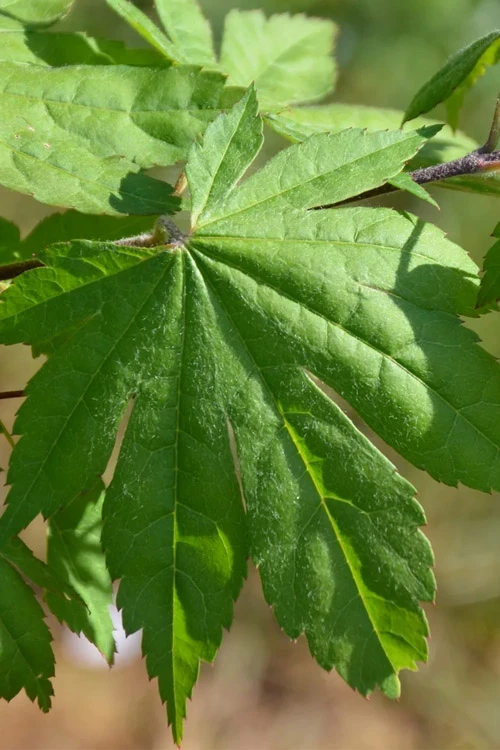 Seki No Kegon Weeping Japanese Maple - 3 Gallon Pot (2-3') 6 Seki No Kegon Weeping Japanese Maple - 3 Gallon Pot (2-3') - Image 6