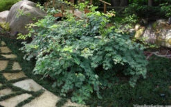 Seki No Kegon Weeping Japanese Maple - 3 Gallon Pot (2-3') 10 Seki No Kegon Weeping Japanese Maple - 3 Gallon Pot (2-3') -Wilson Bros Gardens acer sieboldianum seki no kegon weeping japanese maple 11