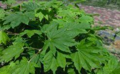 Seki No Kegon Weeping Japanese Maple - 3 Gallon Pot (2-3') 13 Seki No Kegon Weeping Japanese Maple - 3 Gallon Pot (2-3') -Wilson Bros Gardens acer sieboldianum seki no kegon weeping japanese maple 13