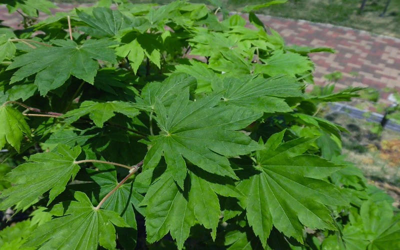 Seki No Kegon Weeping Japanese Maple - 3 Gallon Pot (2-3') 7 Seki No Kegon Weeping Japanese Maple - 3 Gallon Pot (2-3') - Image 7
