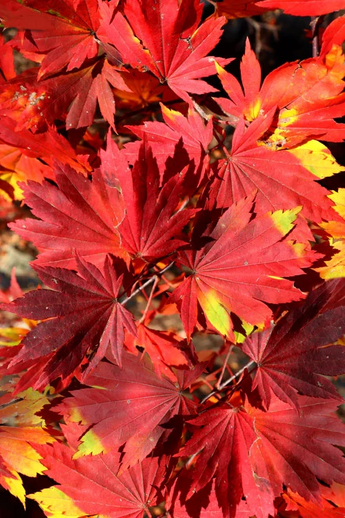 Seki No Kegon Weeping Japanese Maple - 3 Gallon Pot (4-5') 1 Seki No Kegon Weeping Japanese Maple - 3 Gallon Pot (4-5')