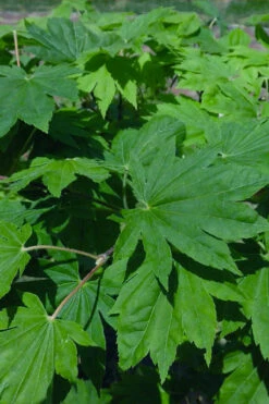 Seki No Kegon Weeping Japanese Maple - 3 Gallon Pot (4-5') 11 Seki No Kegon Weeping Japanese Maple - 3 Gallon Pot (4-5') -Wilson Bros Gardens acer sieboldianum seki no kegon weeping japanese maple 6 1