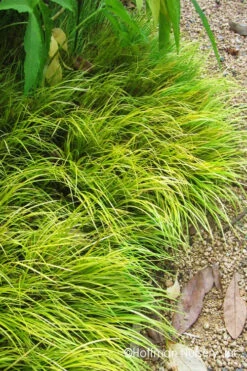 Dwarf Golden Sweet Flag (Acorus Gramineus 'Minimus Aureus') - 5 Pack Of Quart Pots