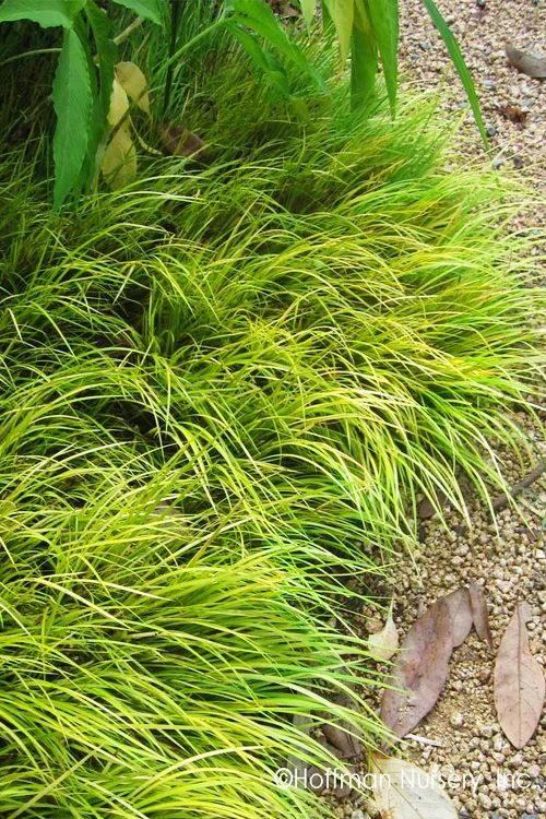 Dwarf Golden Sweet Flag - Acorus Gramineus 'Minimus Aureus' - 10 Pack Of Pint Pots 1 Dwarf Golden Sweet Flag - Acorus Gramineus 'Minimus Aureus' - 10 Pack Of Pint Pots