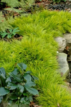 Dwarf Golden Sweet Flag - Acorus Gramineus 'Minimus Aureus' - 10 Pack Of Pint Pots 10 Dwarf Golden Sweet Flag - Acorus Gramineus 'Minimus Aureus' - 10 Pack Of Pint Pots -Wilson Bros Gardens acorus gramineus minnimus aurea dwarf golden sweet flag 101 2