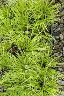 Dwarf Golden Sweet Flag (Acorus Gramineus 'Minimus Aureus') - 5 Pack Of Quart Pots -Wilson Bros Gardens acorus gramineus minnimus aurea dwarf golden sweet flag 105 1