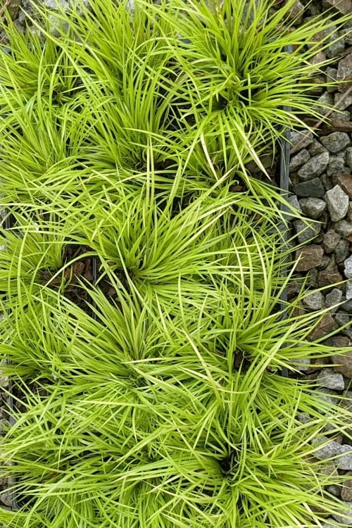 Dwarf Golden Sweet Flag - Acorus Gramineus 'Minimus Aureus' - 5 Pack Of Pint Pots 6 Dwarf Golden Sweet Flag - Acorus Gramineus 'Minimus Aureus' - 5 Pack Of Pint Pots - Image 6