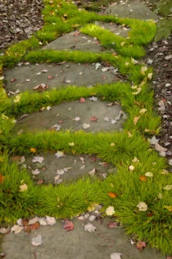 Dwarf Golden Sweet Flag (Acorus Gramineus 'Minimus Aureus') - 5 Pack Of Quart Pots -Wilson Bros Gardens acorus gramineus minnimus aurea dwarf golden sweet flag 106 1